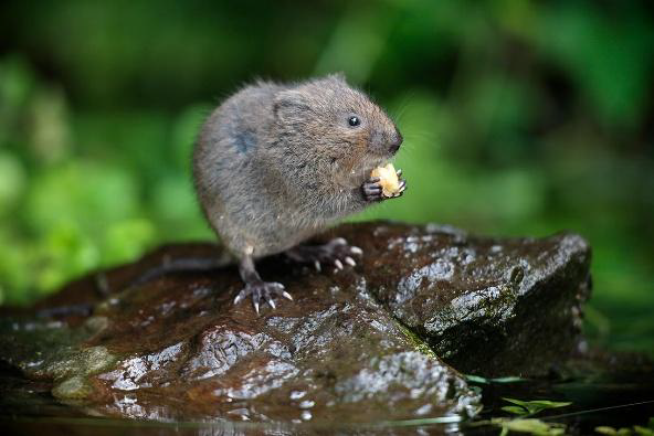 A small rodent standing on its hind legs holding food.