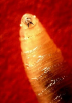 A single New World Screwworm larvae.