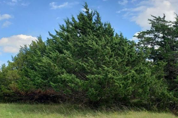 Herbicide Control of Eastern Redcedar A tall and wide, green Eastern Redcedar tree in a field of grass.