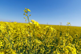 Regional Canola Meet A field of yellow canola flowers underneath a blue sky.