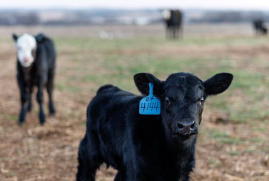 A black calf with a blue ear tag amongst other calves.