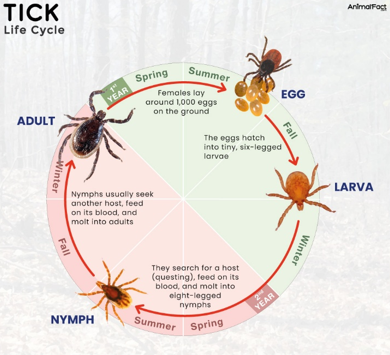 The lifecycle of a tick from the egg, the larva, the nymph then adult, which takes a year for full growth.