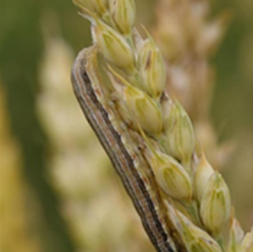 A true Armyworm crawling down yellow wheat.