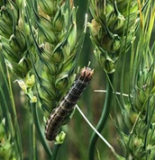 A true Armyworm crawling on green wheat in a wheat field.