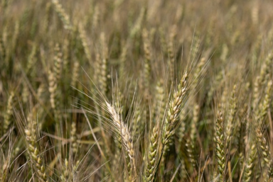 Wheat in a wheat field as it blows in the wind.