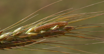A small Armyworm crawling on the head of a wheat in Oklahoma.