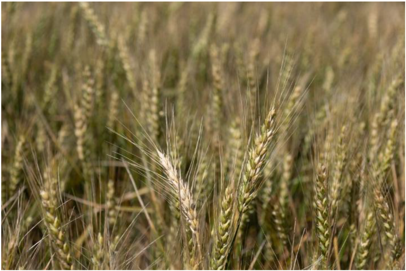 Close-up of golden wheat stalks in a field.