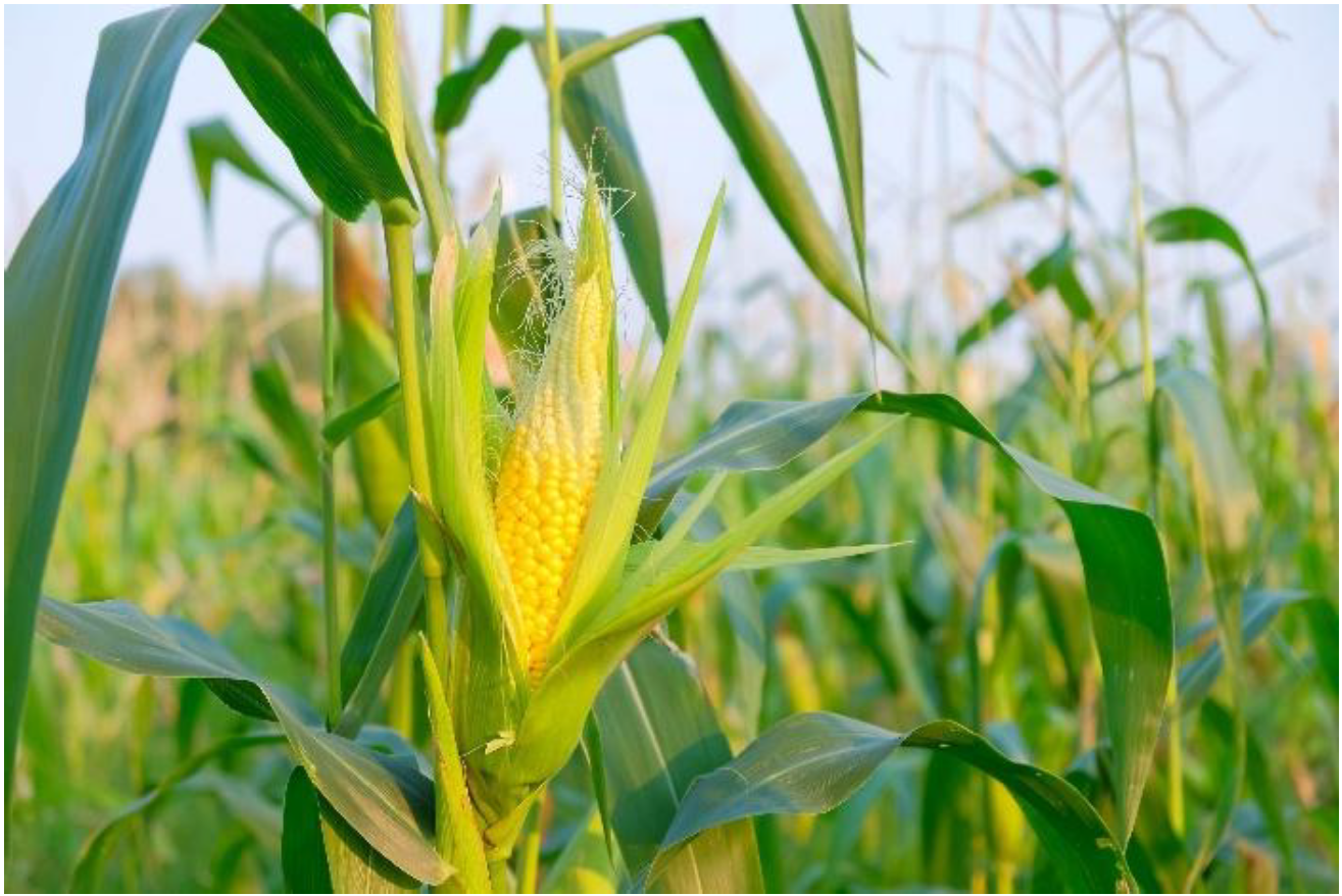 Close-up of a yellow ear of corn in a husk on a green stalk in a field.
