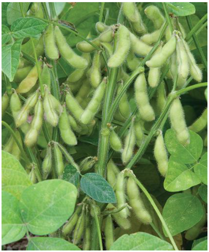 Dense clusters of fuzzy green soybean pods hanging from stems with large green leaves.