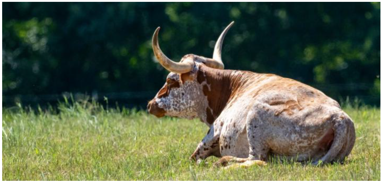 A brown and white longhorn cow with wide curved horns resting in a sunny green grass field.