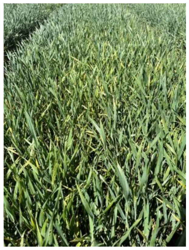 Close-up of a wheat field with green heads and yellowing leaves showing uneven growth and early signs of crop stress under bright sunlight.