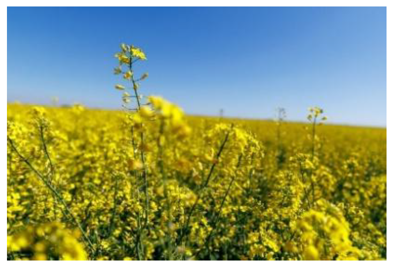 Yellow canola flowers bloom across a field under a clear blue sky with soft focus foreground and bright spring sunlight.