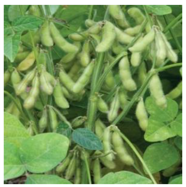 Green soybean pods hang from leafy plants in a close-up view showing healthy crop growth in an agricultural field.