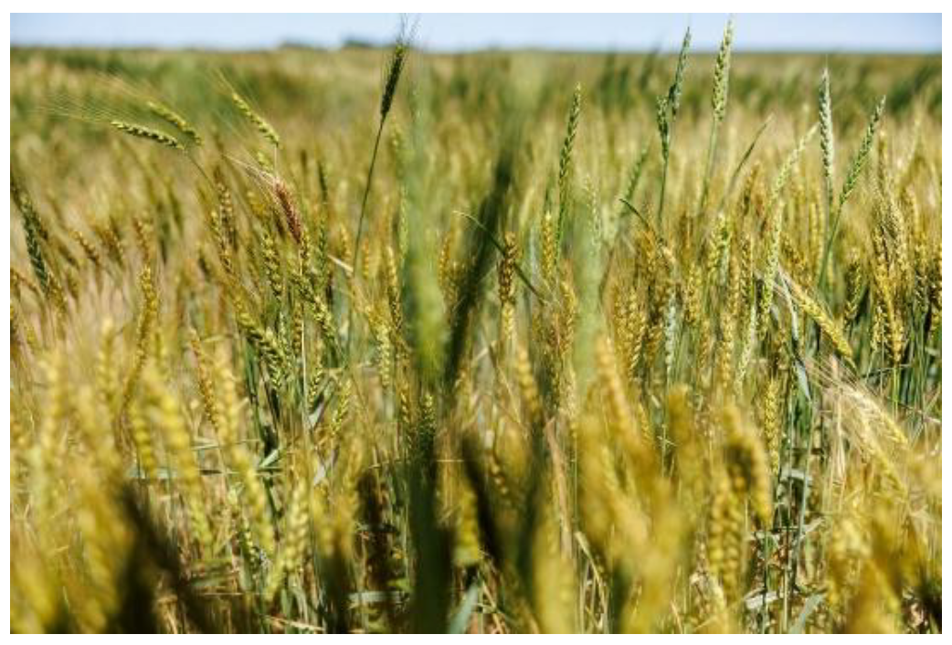 olden wheat stalks grow in a sunlit field with soft focus foreground and ripening grain ready for harvest.