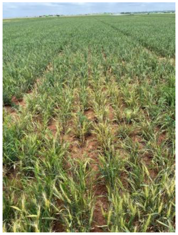 Wheat field with patchy yellowing plants and thin growth across dry soil rows, highlighting uneven crop development and stress conditions.