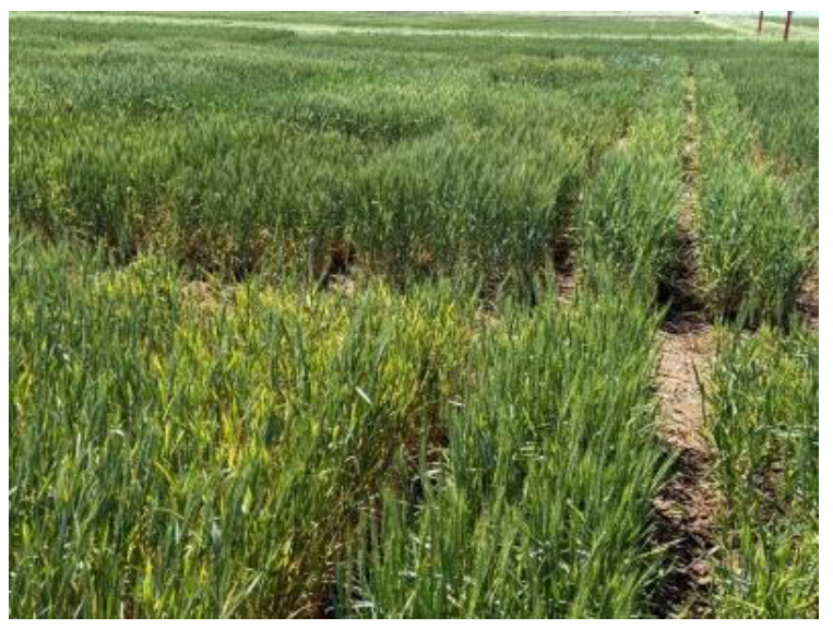 Test plots of wheat showing green and yellowing sections with visible variation in crop density and plant health across the field.