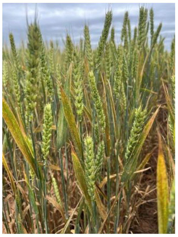Green wheat field with ripening heads under cloudy sky showing drought stress and yellowing leaves in an agricultural landscape.