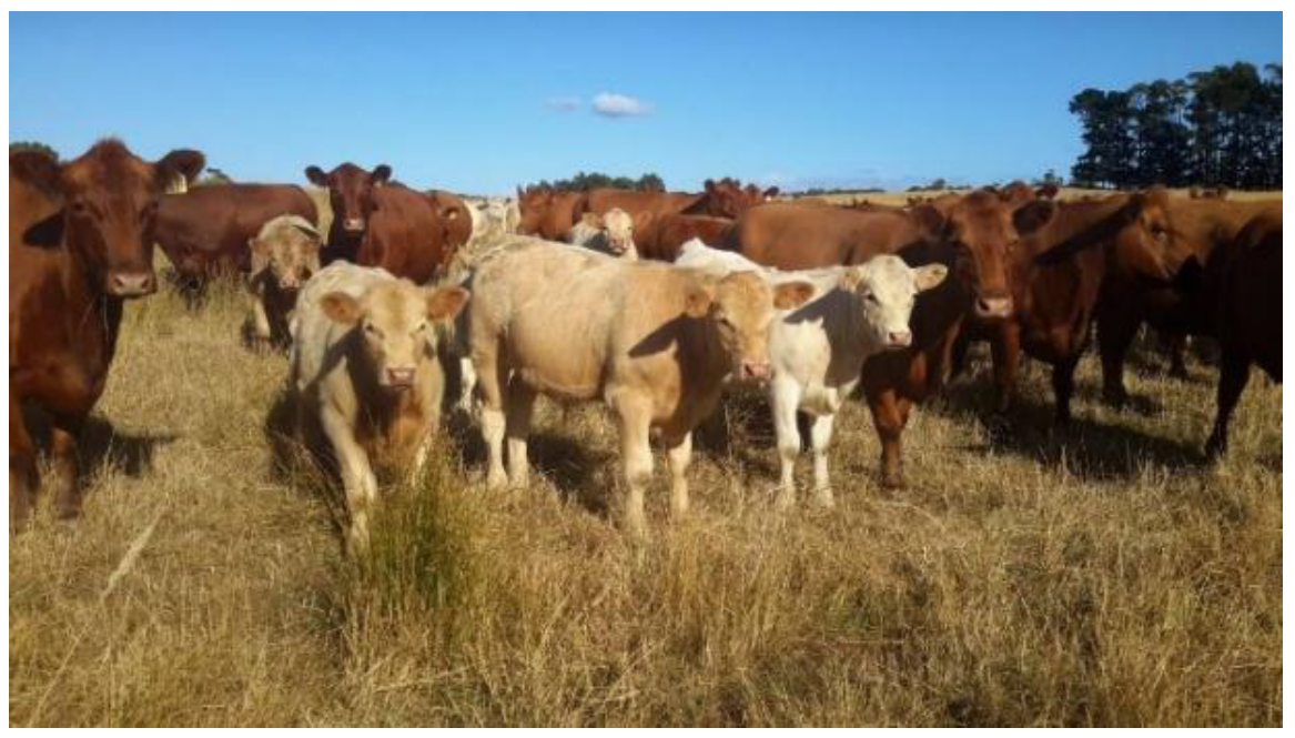Beef cattle standing in a dry pasture under blue sky with mixed herd grazing on rural farmland during sunny weather.