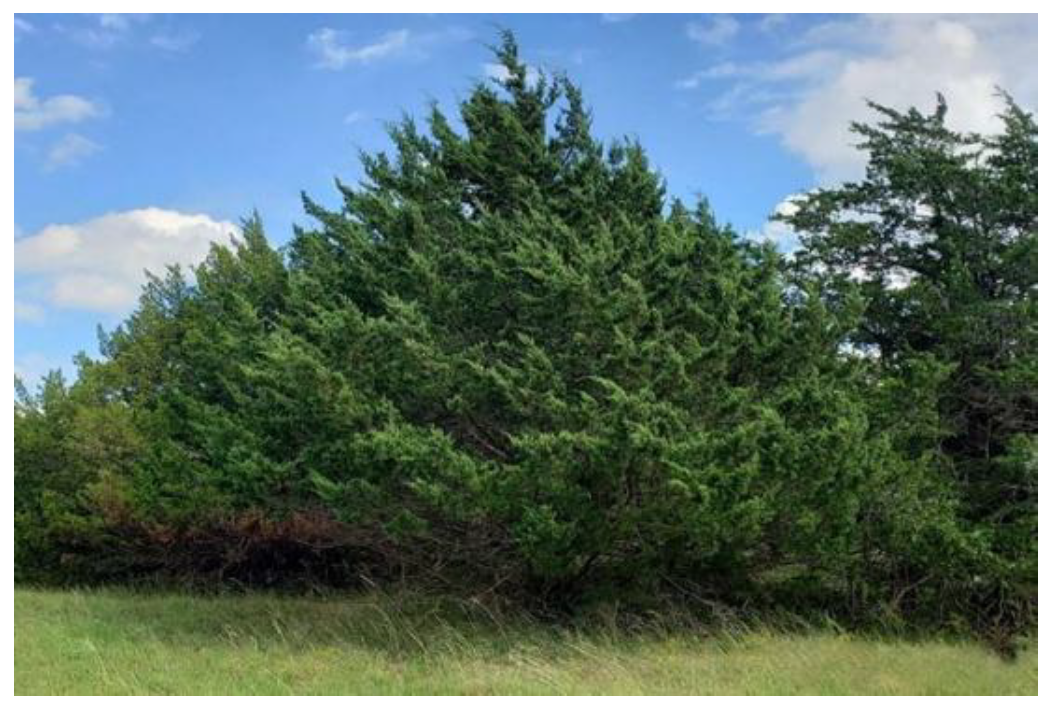 Dense cedar trees and green grass in a rural landscape under blue sky with scattered clouds and natural windbreak foliage.