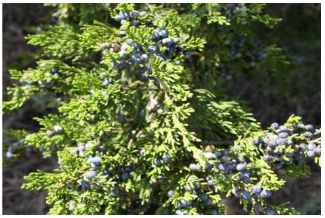  Close-up of juniper branches with blue berries and green foliage in natural sunlight outdoors.