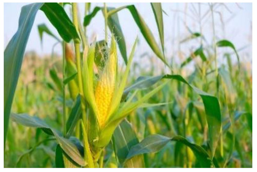 Fresh corn growing in a field with yellow ears, green leaves and soft sunlight at harvest time.
