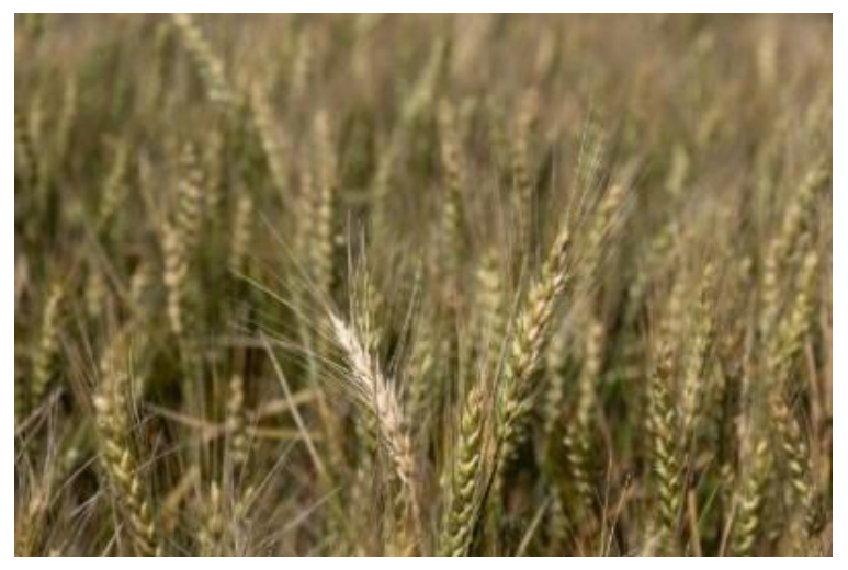 figure-9-wheat-spring-crop.png Golden wheat field with ripe grain heads swaying in a rural farm landscape during harvest season.