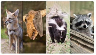 Collage of four wildlife species: a fox, bat, skunk and raccoon, each shown in separate vertical panels in natural outdoor settings.
