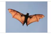 Bat in flight against a clear blue sky, showing outstretched wings with orange-brown membranes and a dark body silhouette.