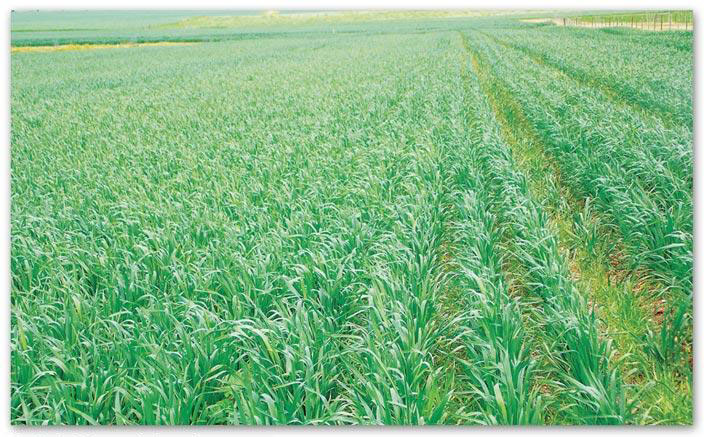 Lush green field of growing wheat, with dense rows stretching across a flat agricultural landscape.