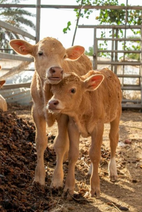 Two cow calves standing next to each other in a dirt pasture.