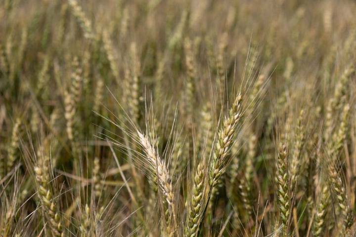 A closeup of a wheat field.