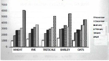 Local Small Grain Forage Trials 1 Bar chart comparing monthly small grain forage yields for wheat, rye, triticale, barley, and oats harvested November through April in Byron, Oklahoma, in 2026.