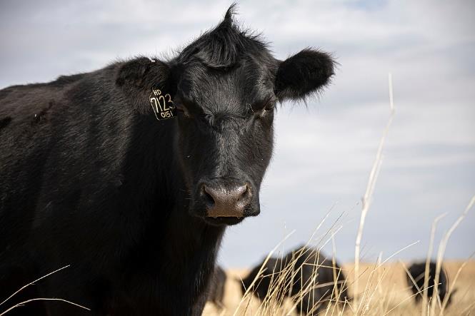 Close-up of a black cow in a field.