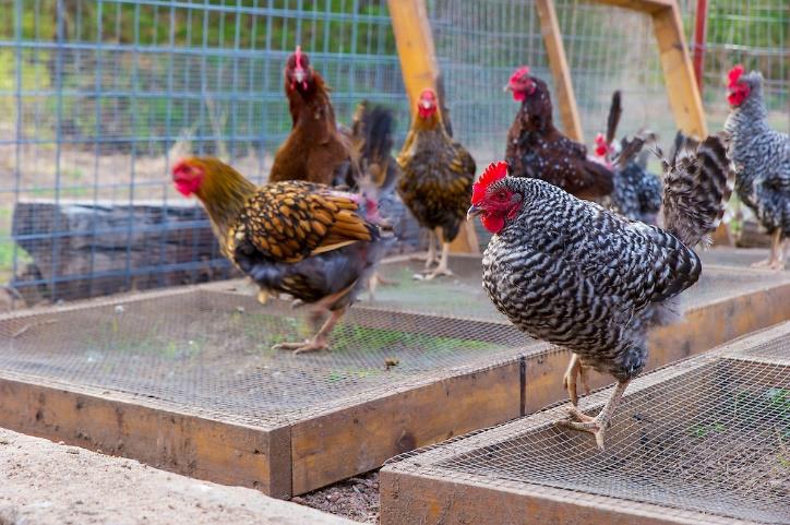 Grey and brown chickens in a chicken coop.