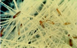 Bovicola (Domalinia) bovis lice on white hair follicles. 