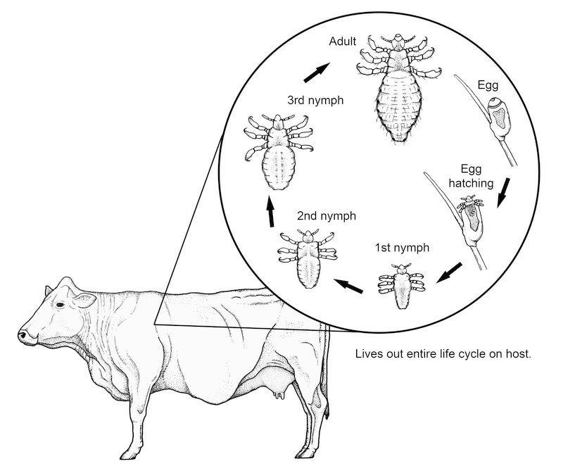 Black and white outline of the profile of a cow with a diagram linked above the sketch. The diagram shows the life cycle of lice when it lives out the entire life cycle on host. Each stage of the life cycle is labeled in black text. The first stage is the egg, which is shown on a branch. The egg is oval in shape with an abstract shape on one side. The second stage is the egg hatching, where the small head with two small antenna on each side of the head and three tiny legs on each side of the nymph are peeking out from the top of the egg. The 1st nymph is a small oval shaped insect with antennas and 3 small legs on each side. The 2nd nymph is very similar, but with longer legs and a larger body cavity. The 3rd nymph is the same as the previous two, but is much larger and sections are becoming visible on its back. The Adult has long legs, 3 on each side with small sections and claws on the end, the antennas now have lines on them, and the sections on the back are more prominent. The back also has hair on it now. 