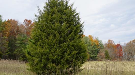 A green, full Eastern Redcedar tree in a field with other golden brown trees behind it. 