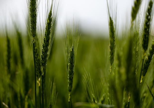 A close up of green wheat.