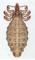 The “short nose” louse or Haematopinus eurysternus lice. The lice is light brown with six small legs and symmetrical sections on its back. 