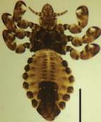 The “tail” louse or Haematopinus quadripertuses lice. This lice is light brown with six large legs near its head with claws at the ends. There is a dark brown area around the lice "chest" area and dark brown spots around the edges of the body, with a larger one near the tail. 