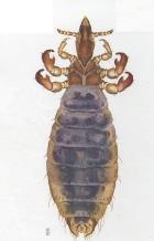 The “long-nose” louse or Linognathus vituli lice. The lice is light brown with six small legs near the head. The head is very pear shaped and has long antennas. The back has a darker brown circle. 