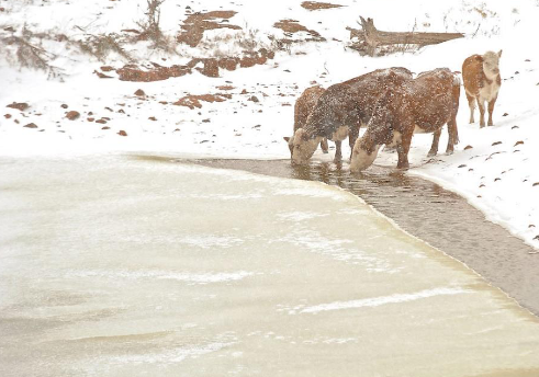 Four cows stood in a snowy field, drinking water from a lake.