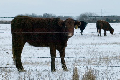 Three cows stood in a field of snow.
