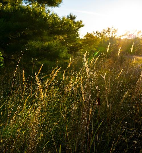 Native grasses growing in a field as the sun shines throughout the grass.