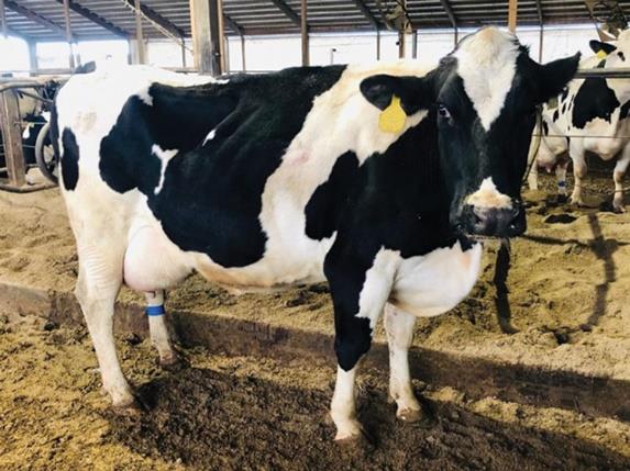 A black and white dairy cow stands in the alley way in the barn.