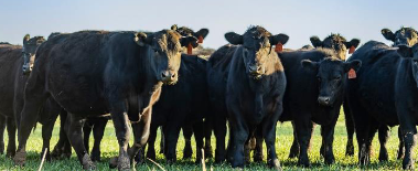 A herd of cows in a field.