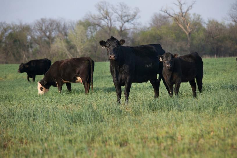 Several black cows in a field of green grass.