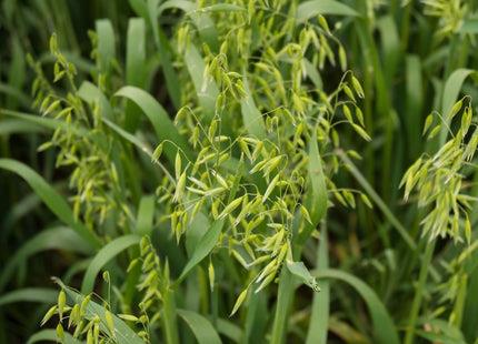 A close up of green Oats.