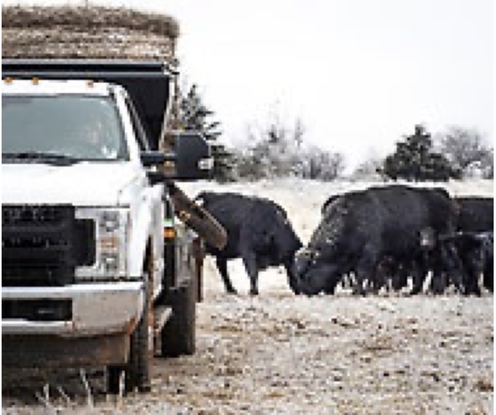 winter-cow.jpg Herd of cows standing next to a truck outside.