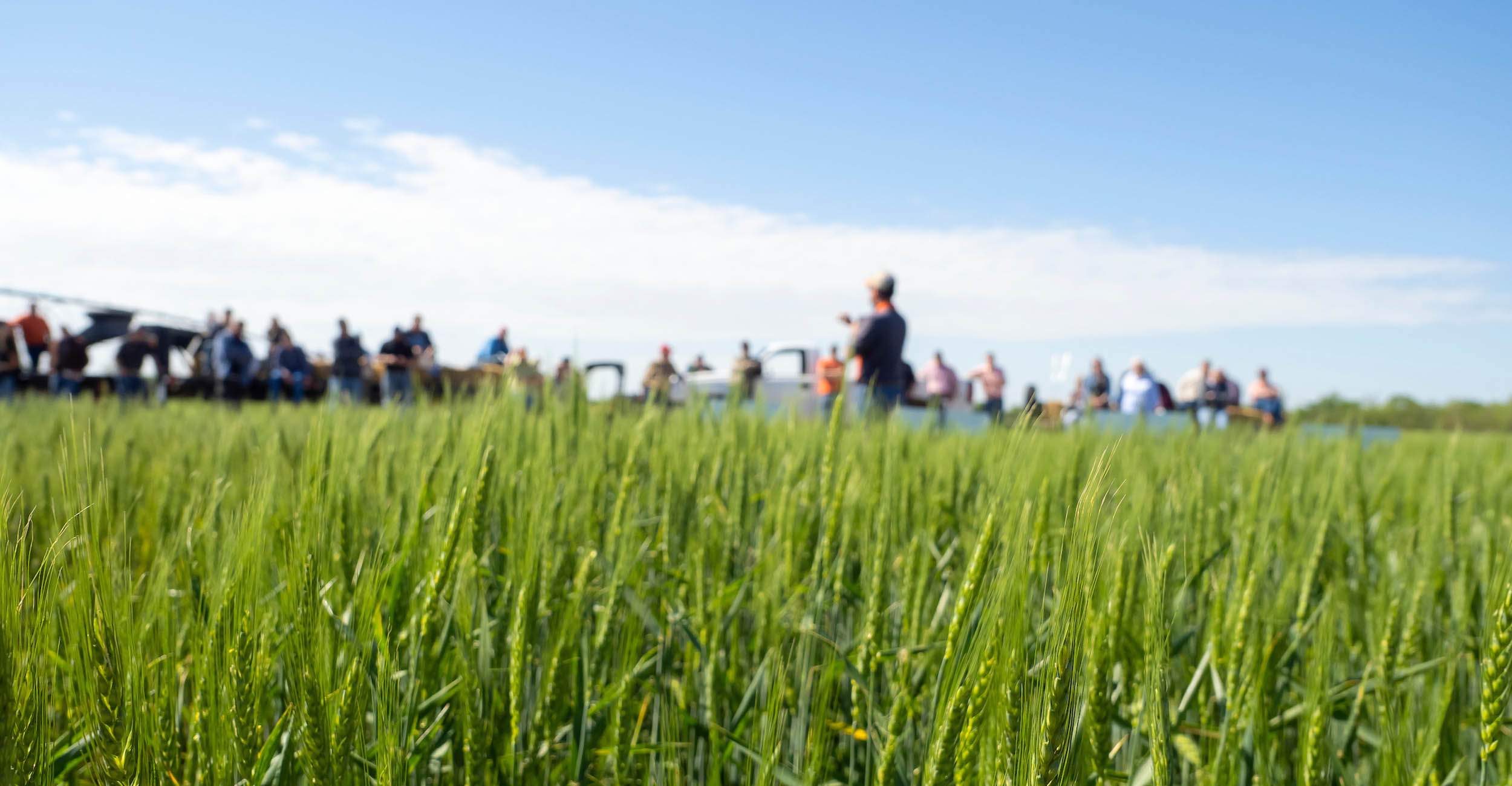 Image shot across a wheat field of people in the distance standing and watching a speaker.